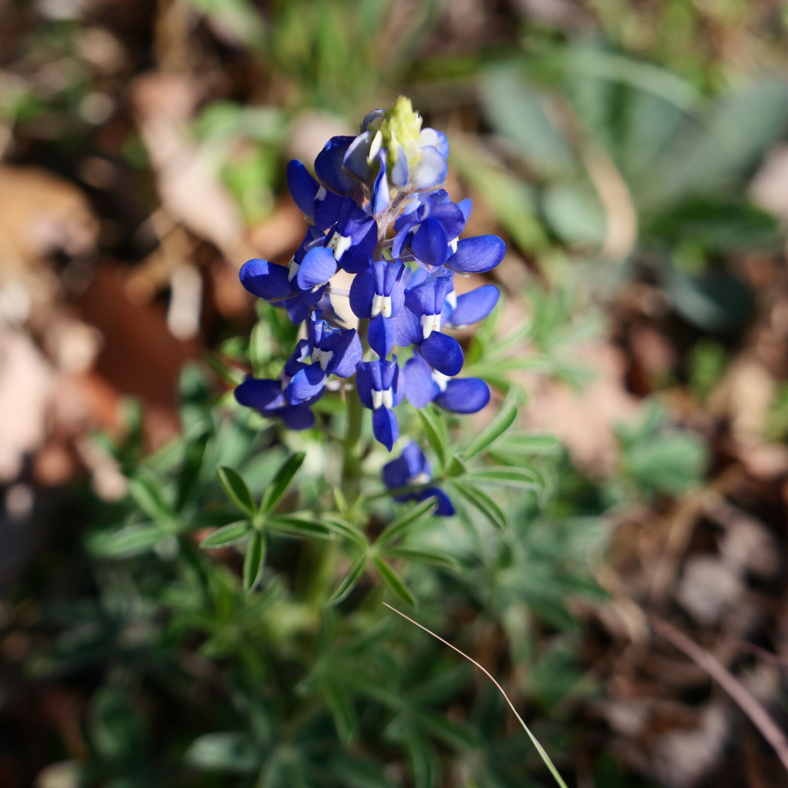 Bluebonnet BB